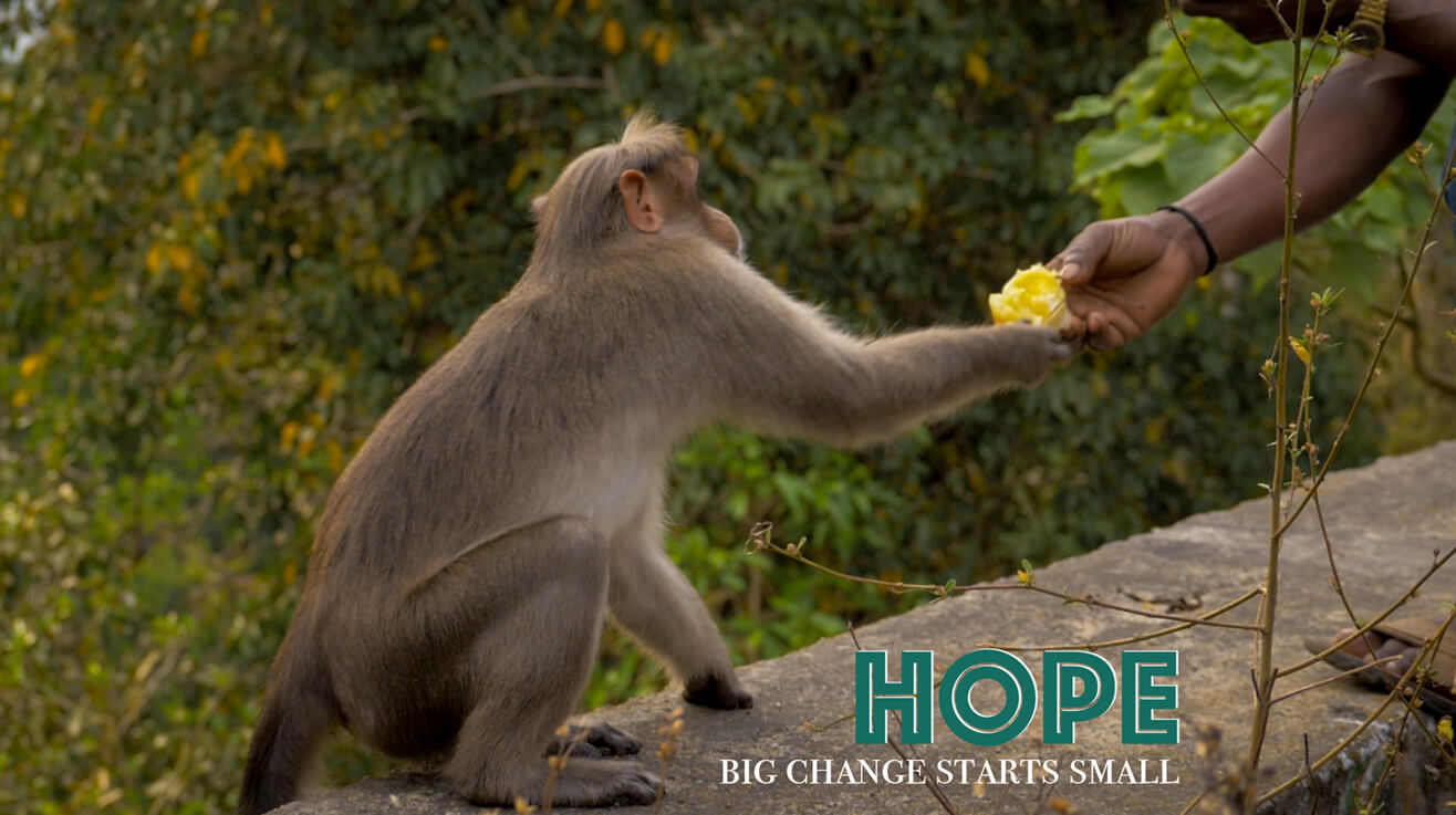 Monkey-Sharing-Food