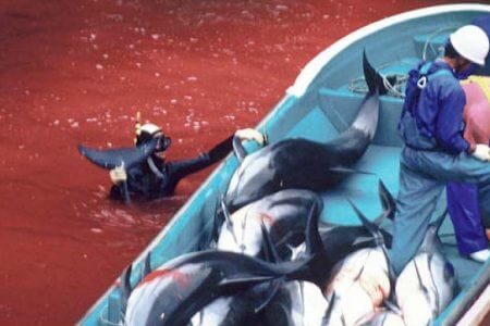 Sea-Shepherd-Vortrags-jpegs-81-450x300